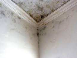 Mold Remediation